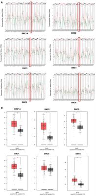 Comprehensive Analysis of SMC Gene Family Prognostic Value and Immune Infiltration in Patients With Pancreatic Adenocarcinoma